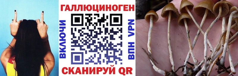 Галлюциногенные грибы Cubensis Калач